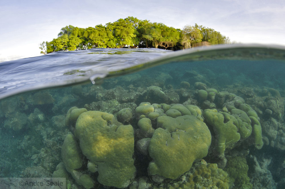 Corais de Pohnpei - Micronésia