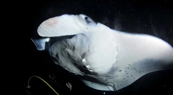 Sexta Sub: fantasminha camarada