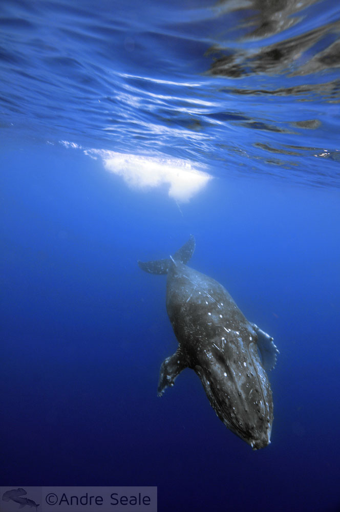 Outono no Havaí - baleia jubarte