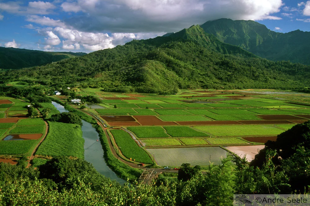 Plantações de taro - Havaí