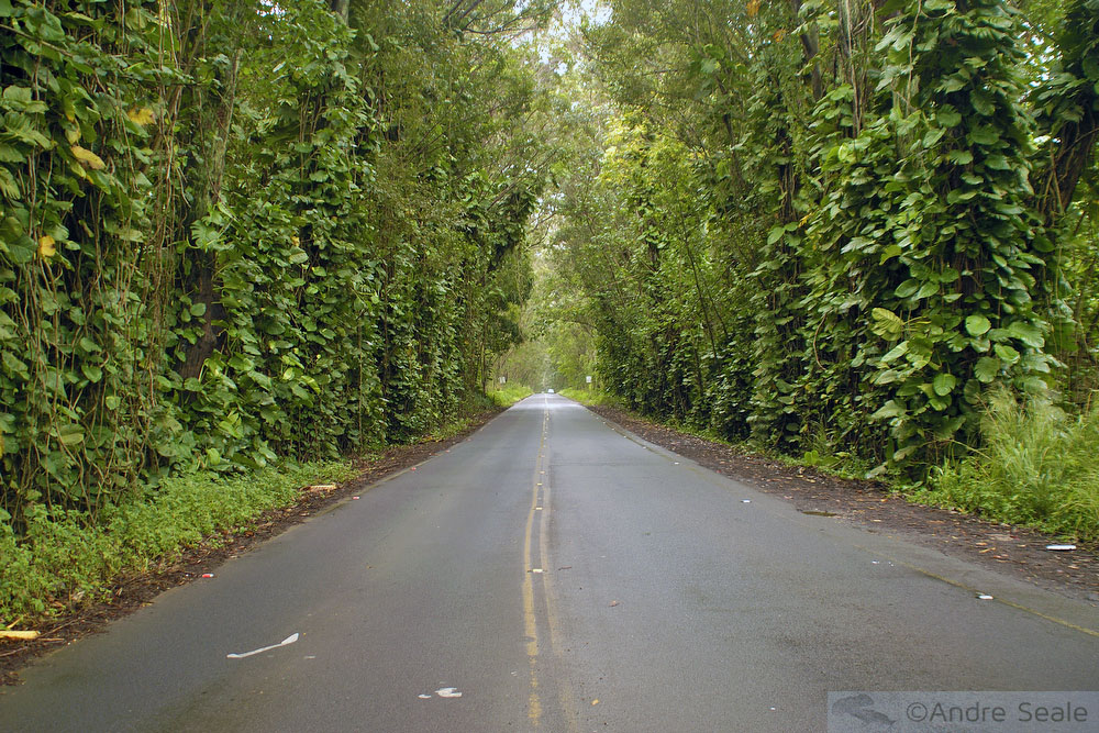 Tree Tunnel no Kauai