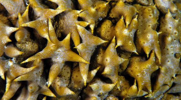 Sexta Sub: PhD proposal