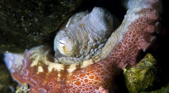 Sexta Sub: Octopi Wall Street!