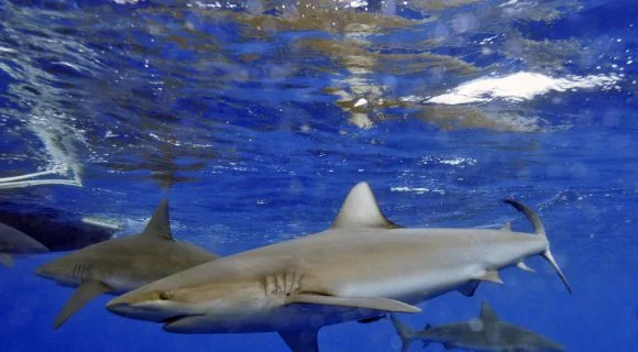 Sexta Sub: tubarão de Galápagos extinto