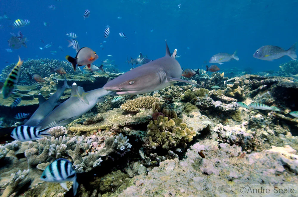 shark links - tubarões em Beqa Lagoon - Fiji