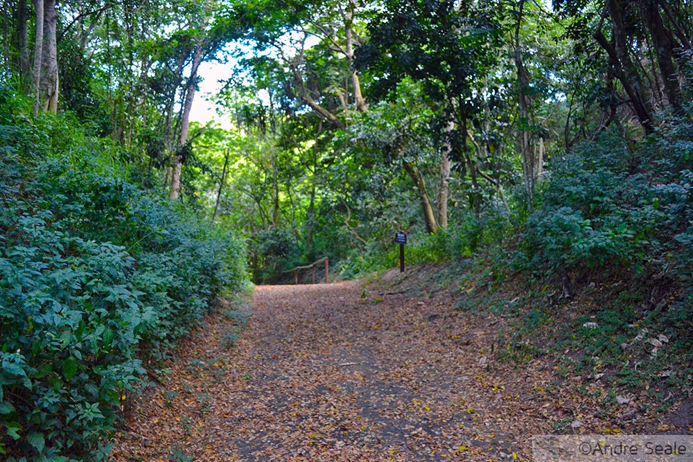 Trilha do Parque Nacional das Dunas de Sigatoka