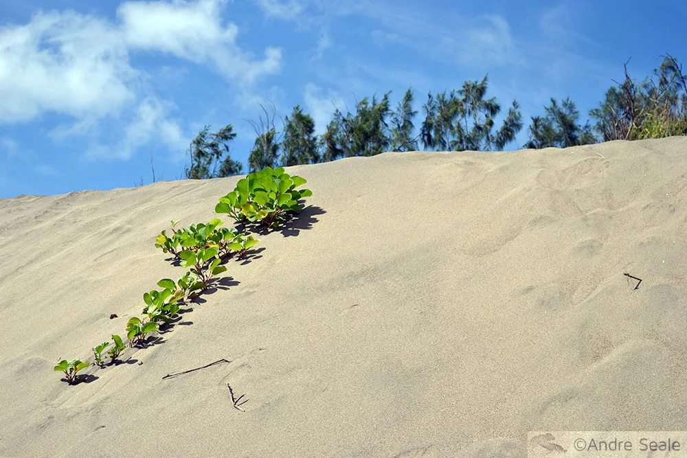 Areia das dunas de Sigatoka - Fiji