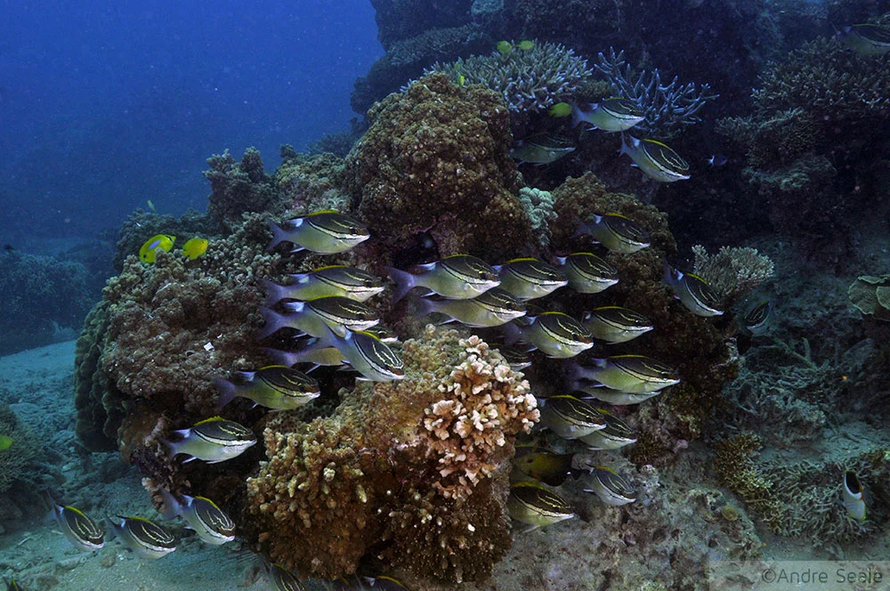 Mergulho em Noumea - Nova Caledônia - Seche Croissant