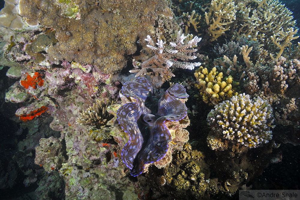 Mergulho em Noumea - Nova Caledônia - Seche Croissant