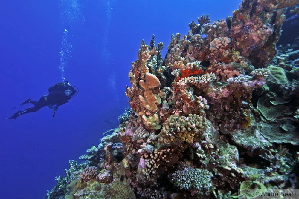 Mergulho no Dumbea Pass - Noumea - Nova Caledônia