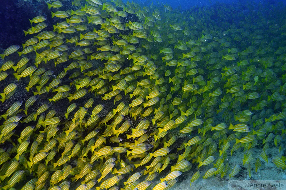 Mergulho em Noumea - Seche Croissant