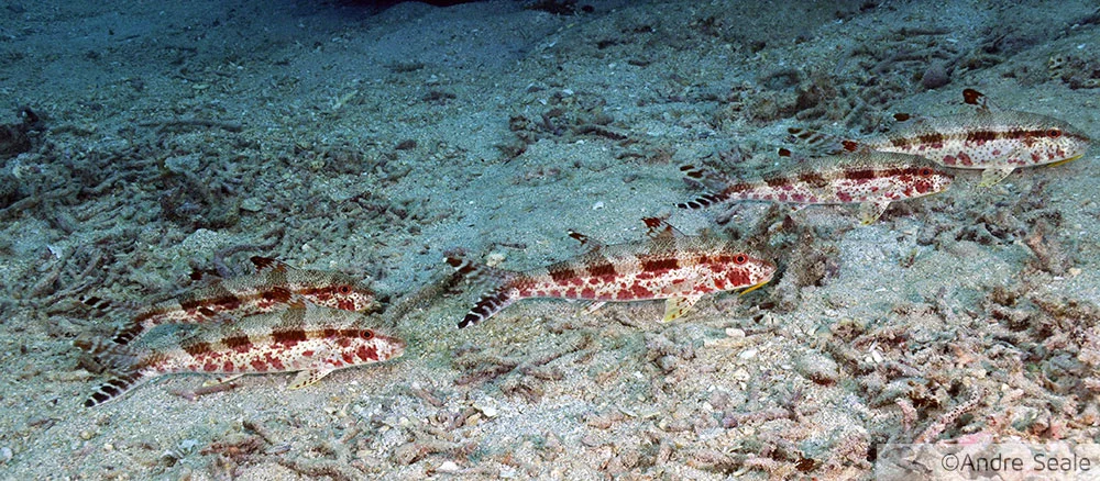Mergulho em Noumea - Nova Caledônia