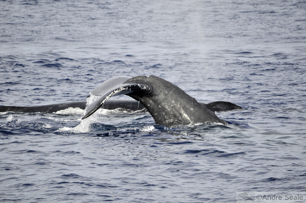 Avistagem de Cauda da baleia jubarte