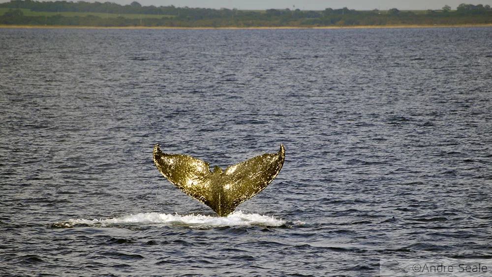 Cauda da baleia em Maui - Havaí