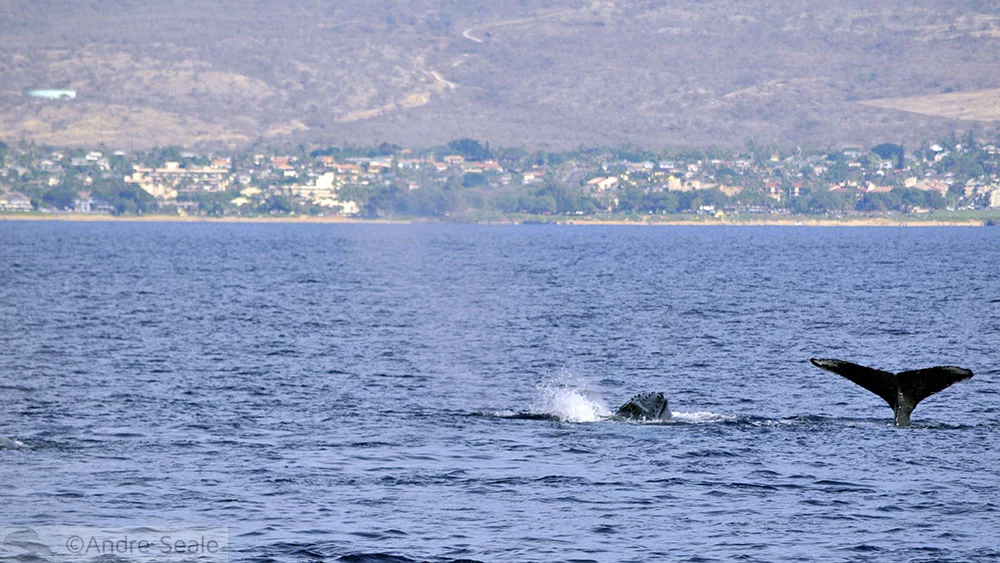 Rabo de baleia em Maui - Havaí