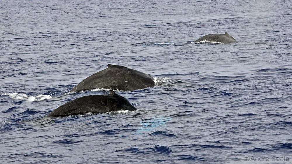 Avistagem de Baleias em Maui