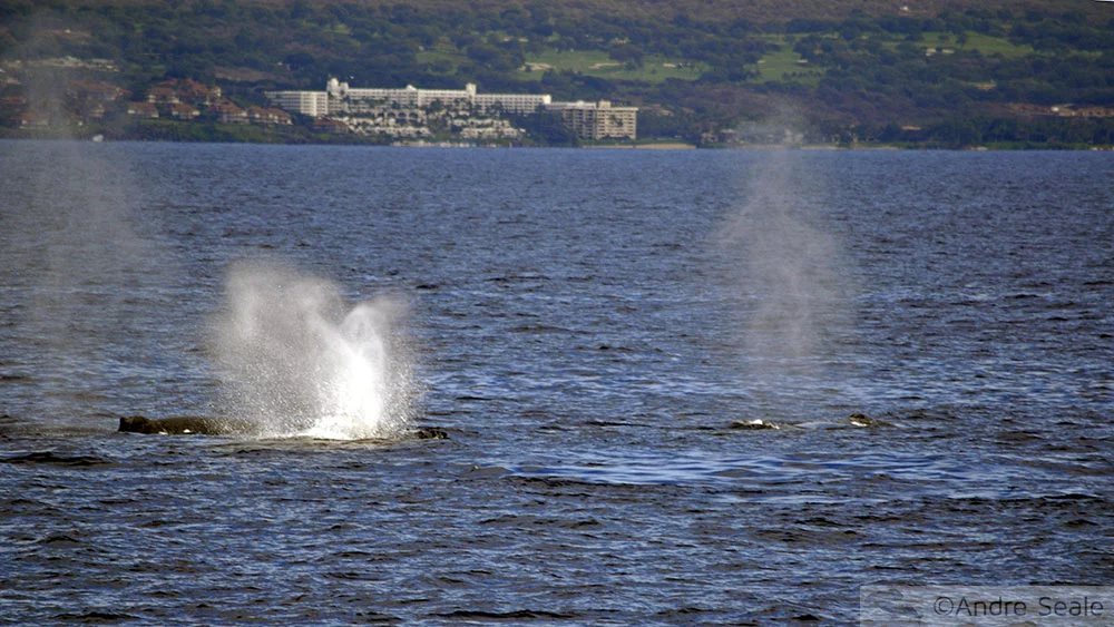 Avistagem do Respiro da baleia jubarte