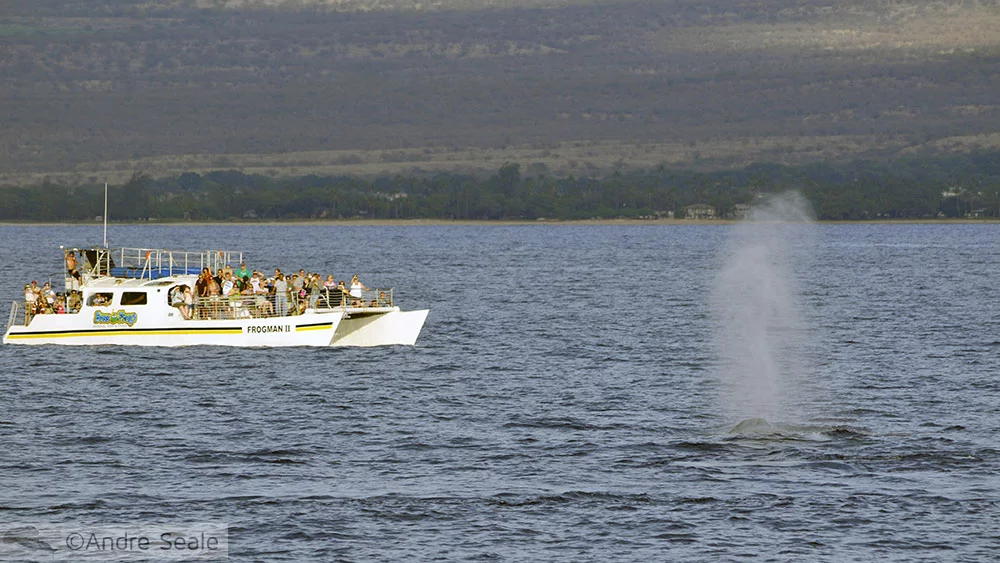 Borrifo da Baleia em Maui