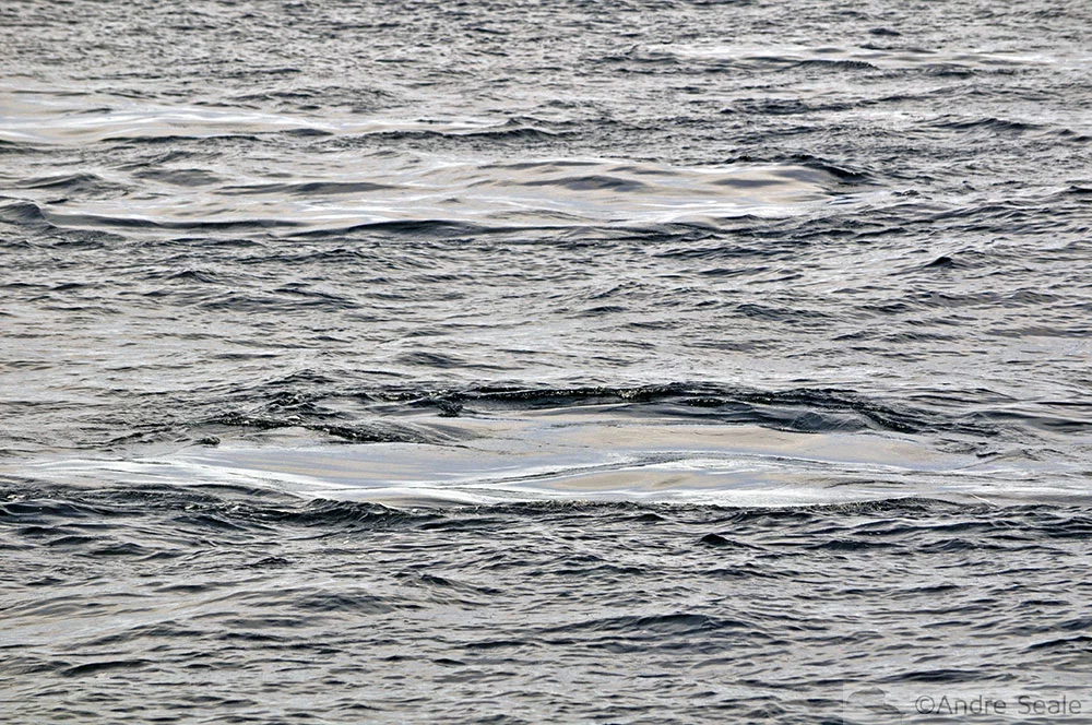 Avistagem da Pegada da baleia em Maui - Havaí