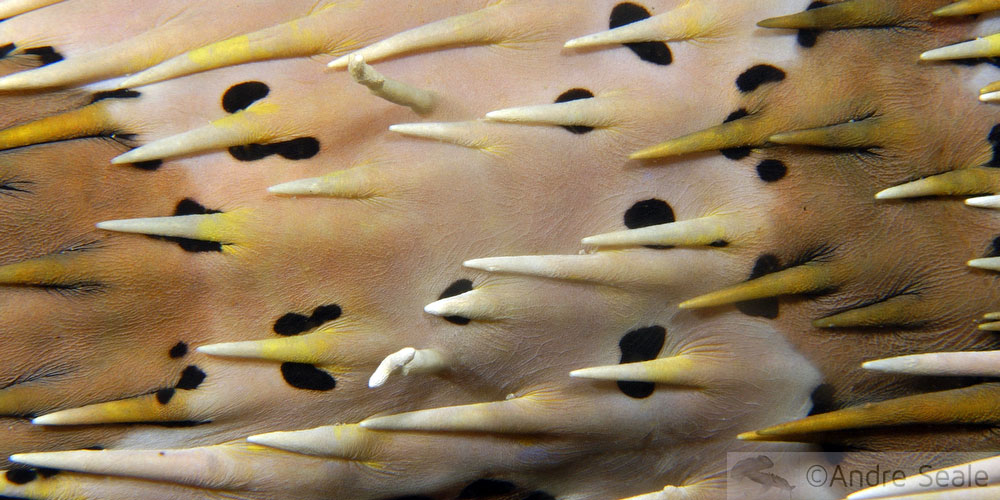 Espinhos de um baiacu - Filipinas
