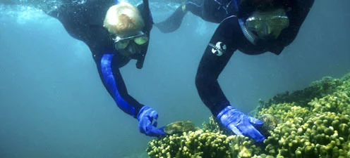 Cientistas de coral em trabalho de campo no Havaí