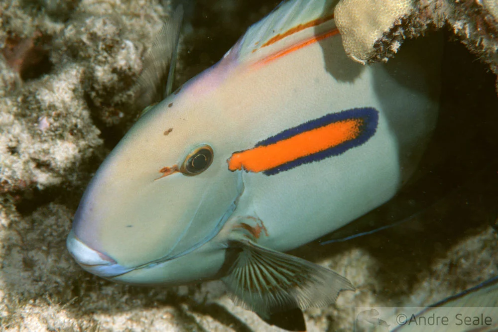Snorkel no Havaí