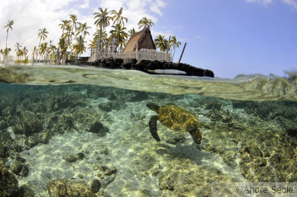 Snorkel no Havaí - Honaunau