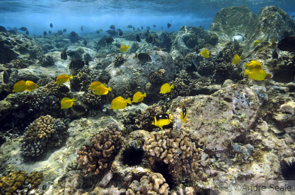 Snorkel no Havaí - Honaunau