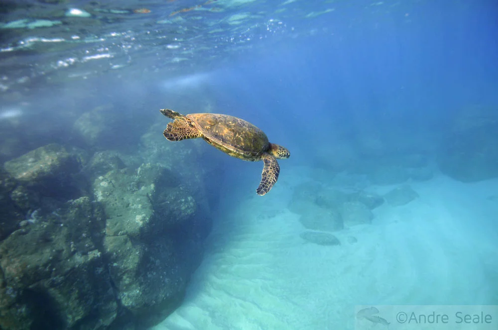 Snorkel no Havaí - Waimea Bay
