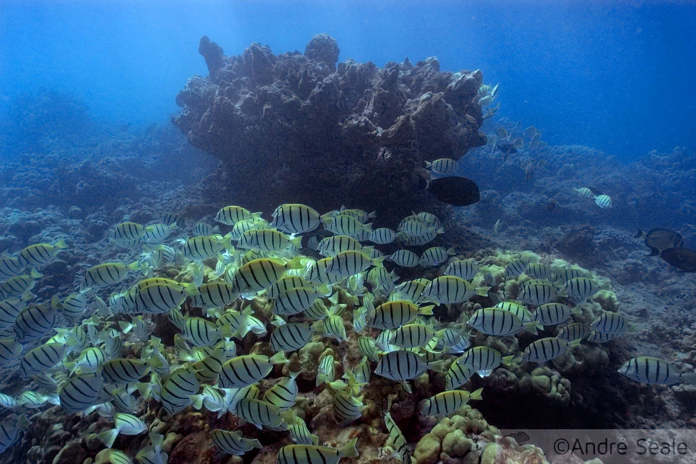 Snorkel no Havaí - Hanauma Bay