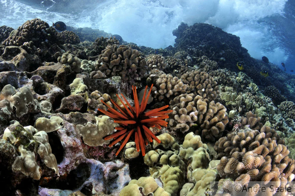 Snorkel no Havaí - Molokini