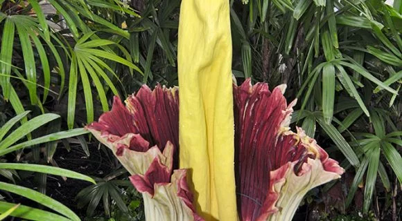 A flor que tem cheiro de morte