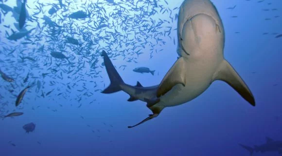 Sexta Sub: o melhor mergulho com tubarões do mundo