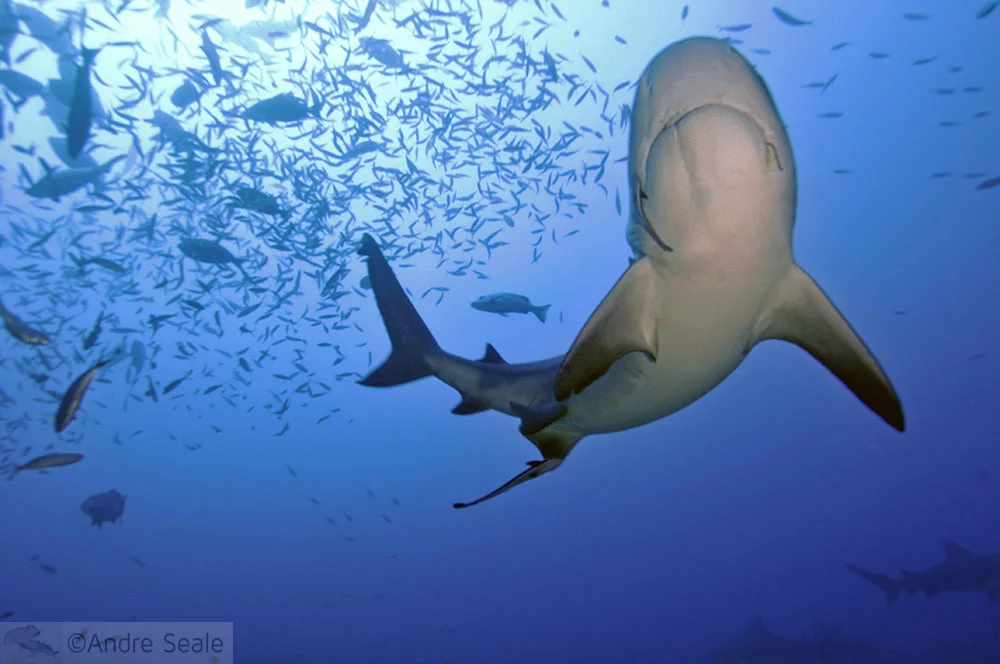 Melhor mergulho com tubarões do mundo - tubarão-touro - Beqa Lagoon - Fiji