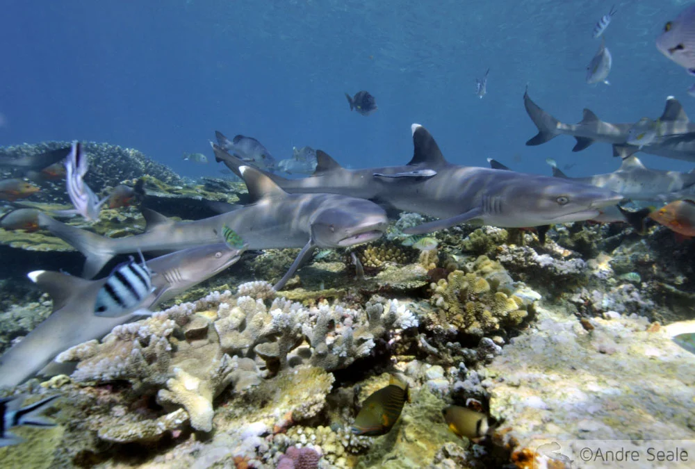 Melhor mergulho com tubarões do mundo - tubarões galha-branca