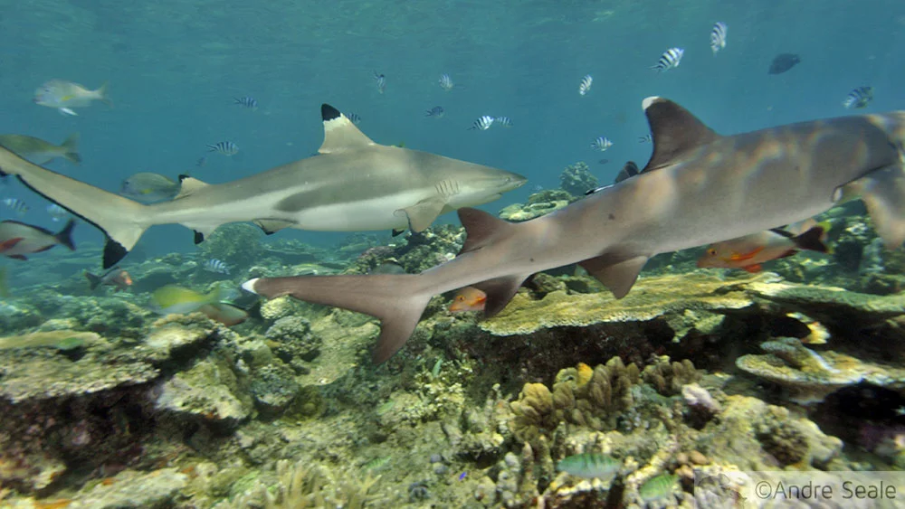 Tubarão galha-preta e galha-branca - Fiji
