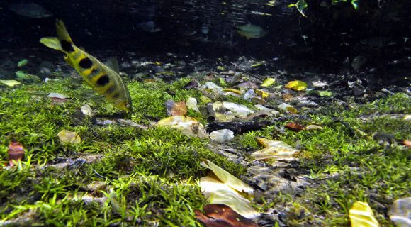 Sexta Sub: peixe fora d’água