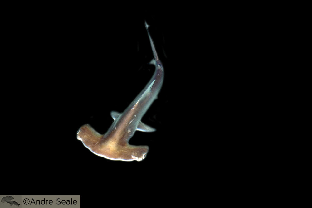 Tubarão-martelo bebê - Havaí