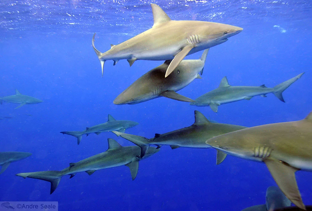Havaí na Mergulho - tubarão de Galápagos