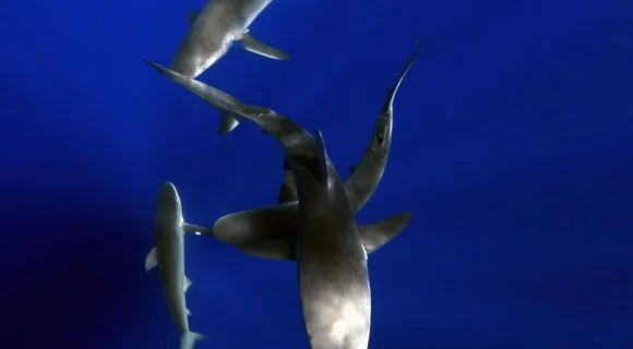 Sexta Sub: Shark Week!