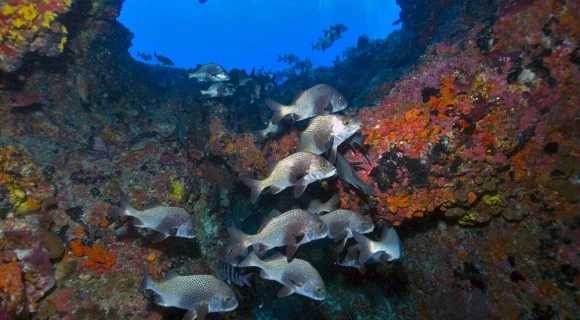 Sexta Sub: quase sábado