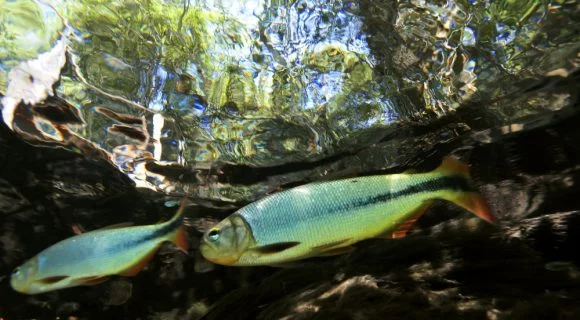 Sexta Sub: Sam’s choice