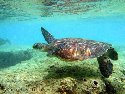 Viagem ao Havaí - tartaruga marinha
