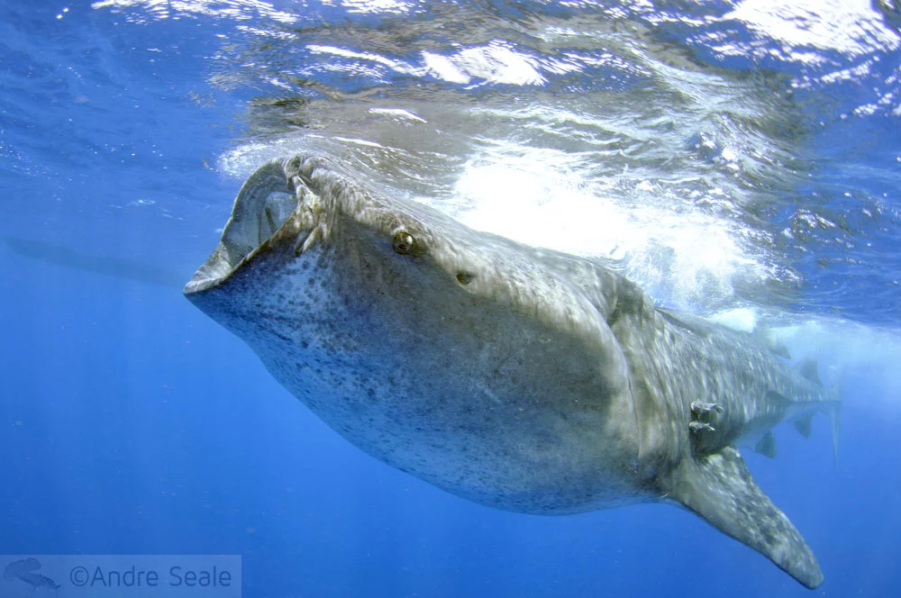 Tubarão-baleia se alimenta de krill
