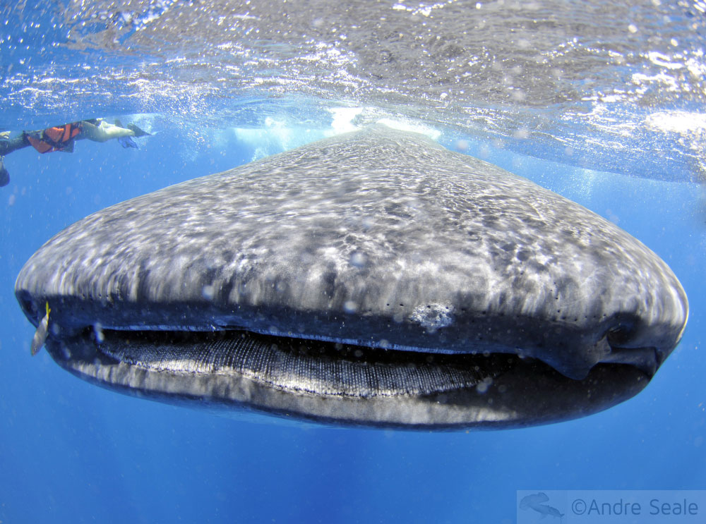 Tubarão-baleia - para o Aquário da Geórgia