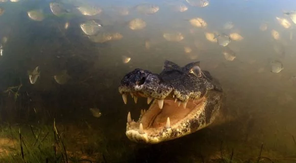 Minhas fotos prediletas do Wildlife Photographer of the Year 2012