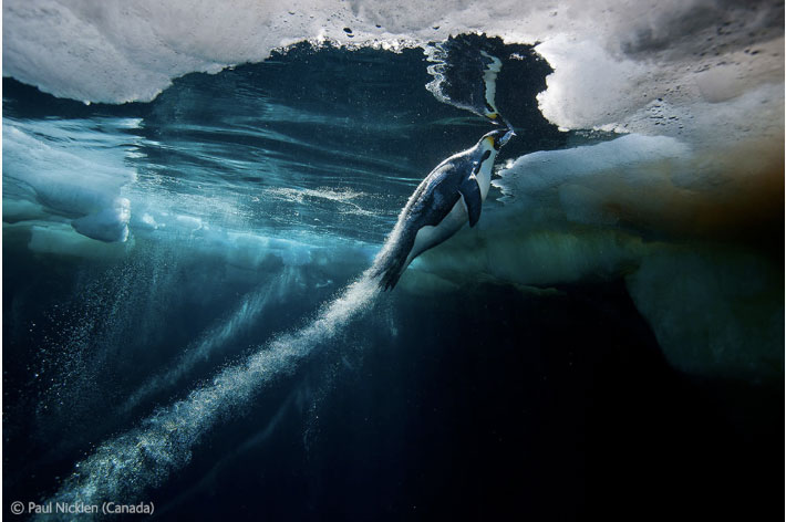 Blast-off - Paul Nicklen - Wildlife Photographer of the Year 2012