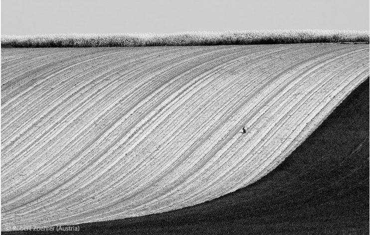Hare in a landscape - Robert Zoehrer - Wildlife Photographer of the Year 2012