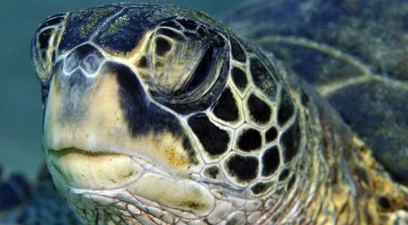 Sexta Sub: uma Malla no Mala Pier