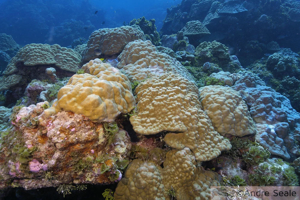 Recife de coral saudável - Planeta aquecido